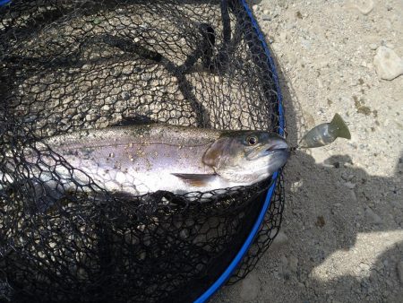 クランクベイトに好反応